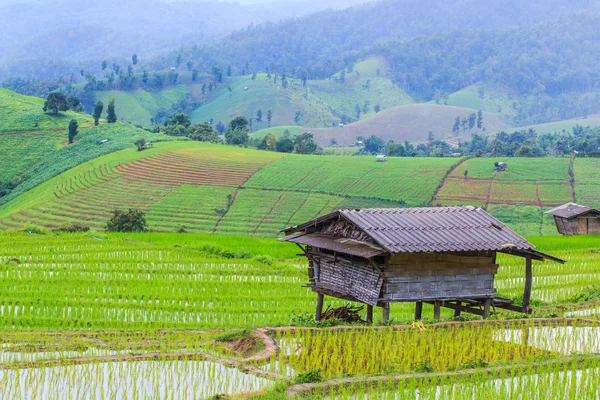 Paddy - pirinç tarlaları — Stok fotoğraf