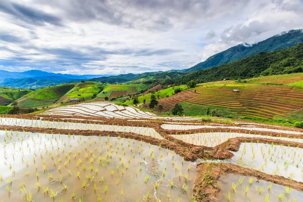 Paddy - pirinç tarlaları — Stok fotoğraf