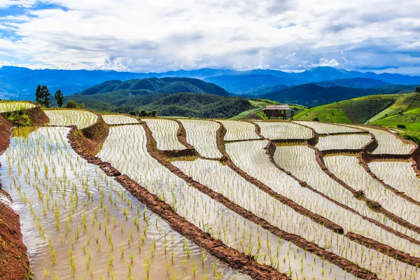 Arroz - arrozales — Foto de Stock