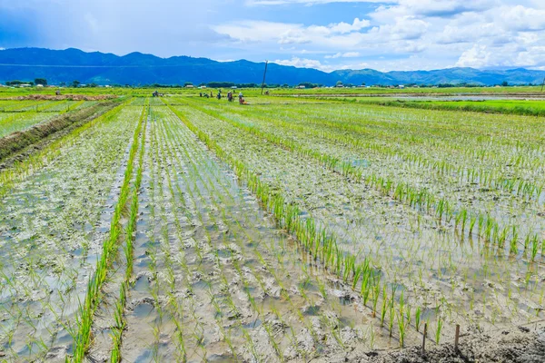 Growing rice — Stock Photo, Image