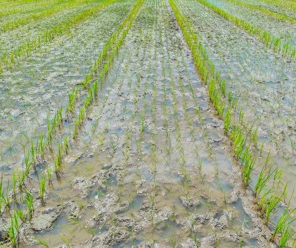 Growing rice — Stock Photo, Image