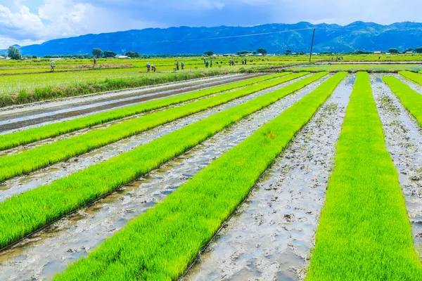 Cultivo de arroz — Fotografia de Stock