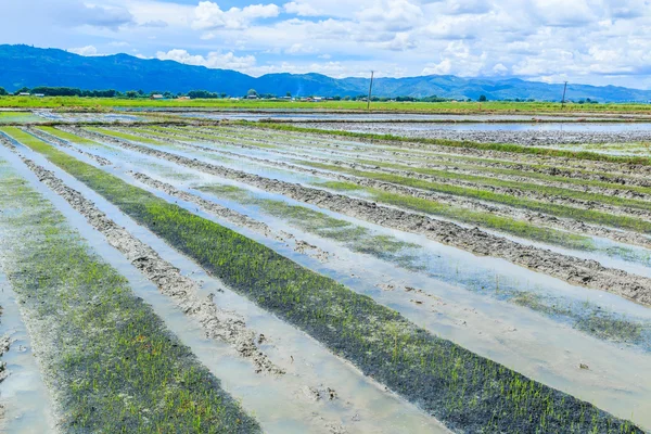 Cultivo de arroz — Fotografia de Stock