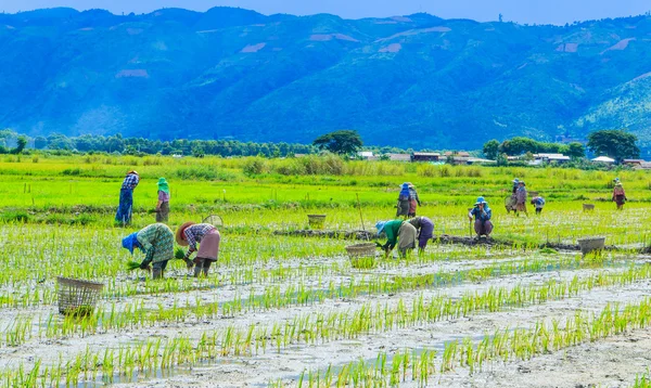 Cultivar arroz en las tierras de cultivo de arroz con cáscara — Foto de Stock