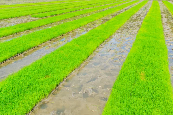 Cultivo de arroz — Fotografia de Stock