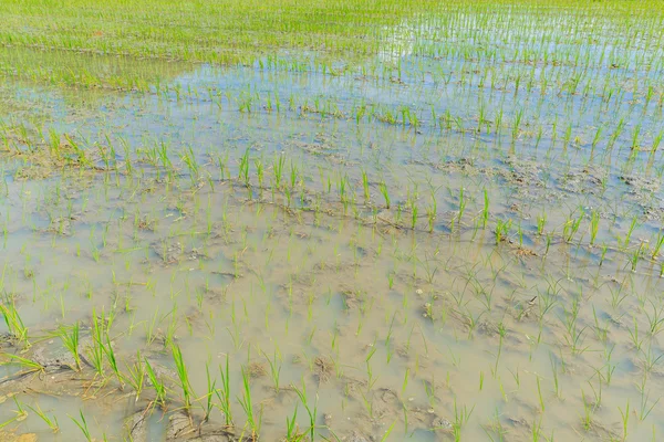 Growing rice — Stock Photo, Image