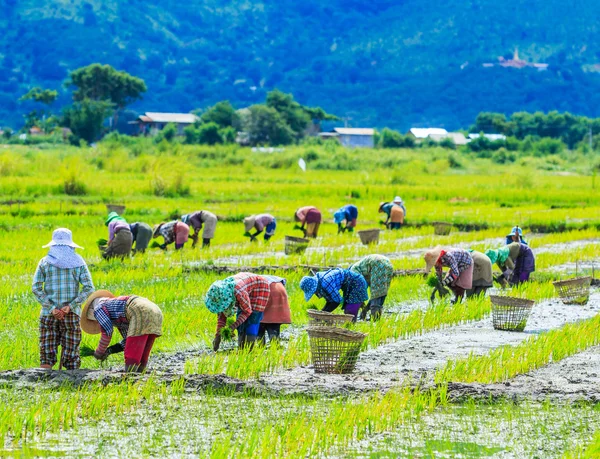 Menanam padi di lahan sawah — Stok Foto