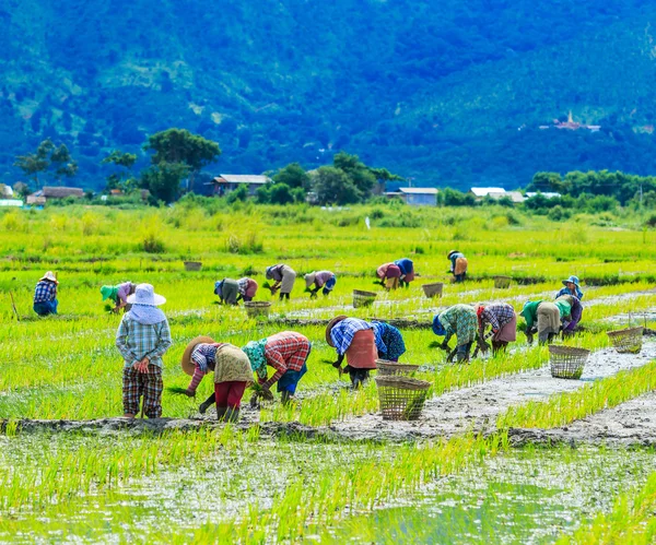 在水稻水稻直播田上种水稻 — 图库照片