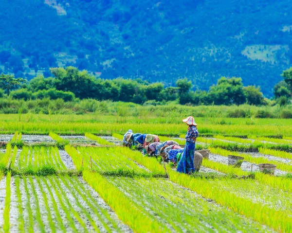 Pěstování rýže na neloupanou rýži půdy — Stock fotografie