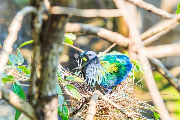 นิโคบาร์ นกพิราบ — ภาพถ่ายสต็อก