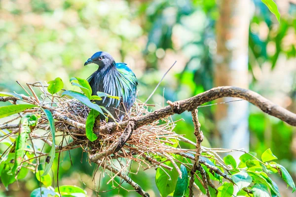 Nicobar Pigeon — Stock Photo, Image