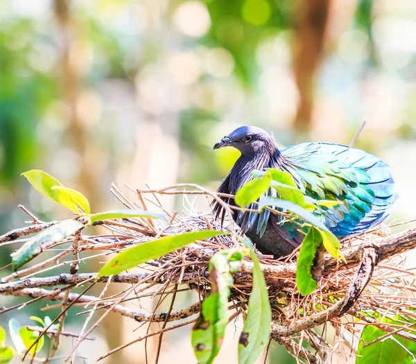 Pombo-nicobar — Fotografia de Stock