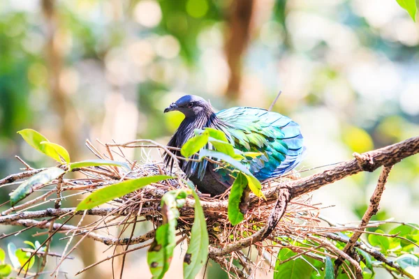 Pombo-nicobar — Fotografia de Stock