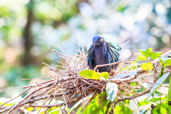 นิโคบาร์ นกพิราบ — ภาพถ่ายสต็อก