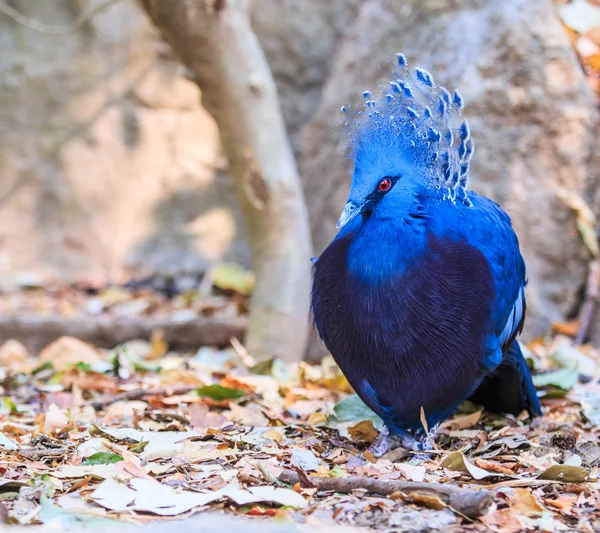 鳥を戴冠させるビクトリア — ストック写真