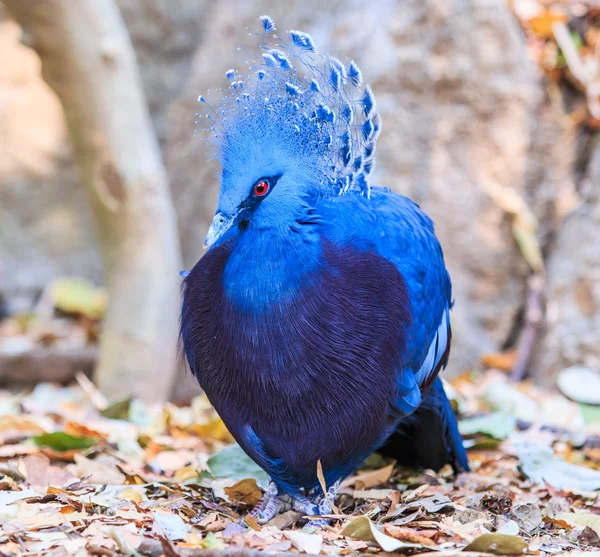 鳥を戴冠させるビクトリア — ストック写真