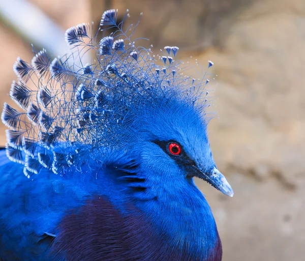 Victoria Crowned bird — Stock Photo, Image