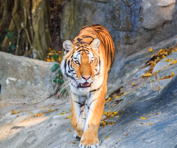 Bengal Tiger — Stock Photo, Image