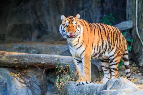 Bengalisk tiger — Stockfoto