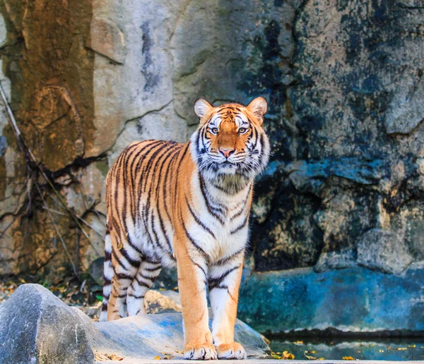 Bengal Tiger — Stock Photo, Image