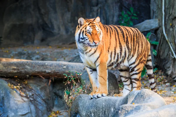 Бенгальський тигр — стокове фото