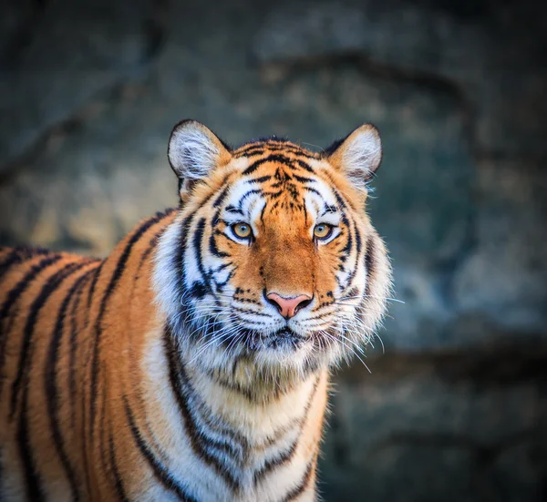 Bengaalse tijger — Stockfoto