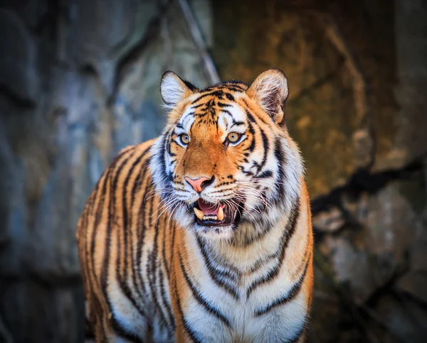 Bengaler Tiger — Stockfoto