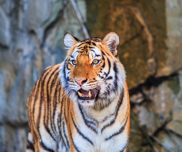 Tigre de Bengala —  Fotos de Stock