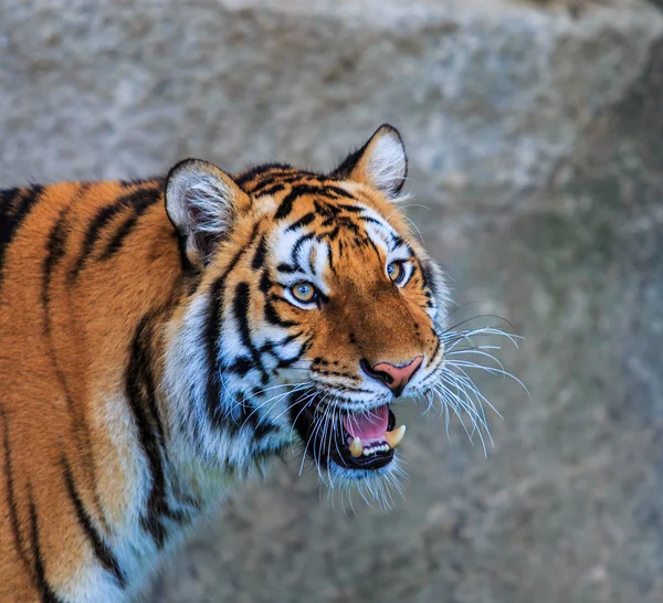 Bengalisk tiger — Stockfoto