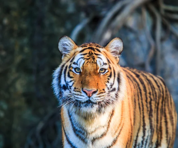 Bengal Tiger — Stock Photo, Image