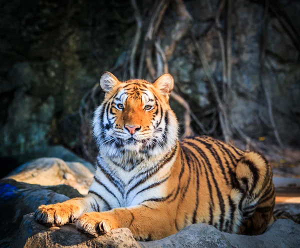 Tigre de Bengala — Foto de Stock