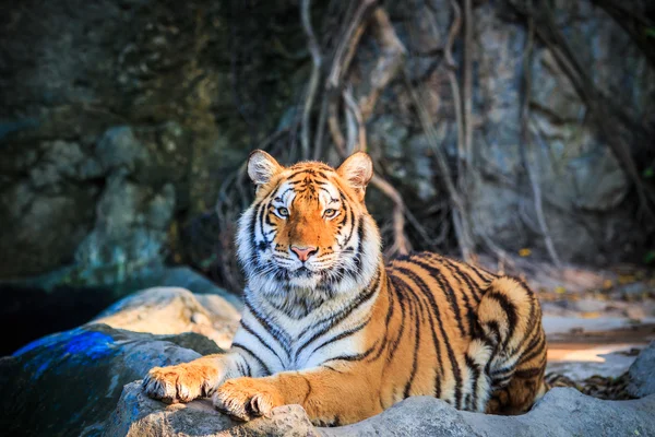 Bengaalse tijger — Stockfoto