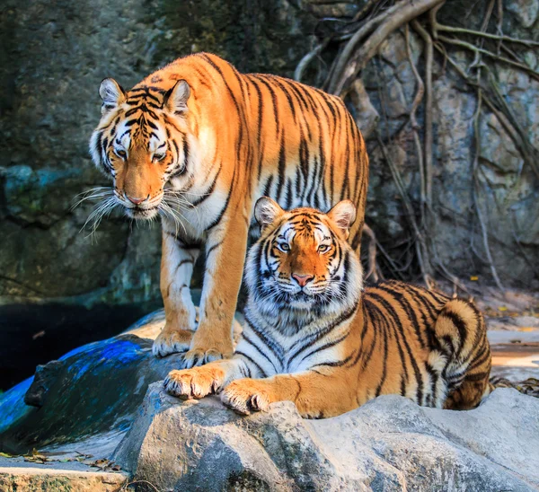 Bengaler Tiger — Stockfoto