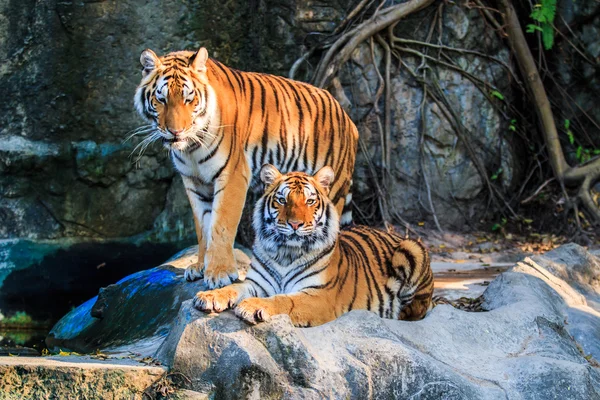 Bengaler Tiger — Stockfoto