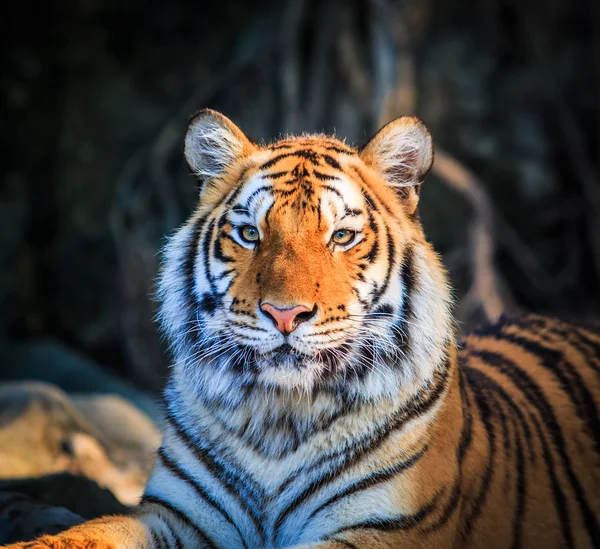 벵골 호랑이 — 스톡 사진