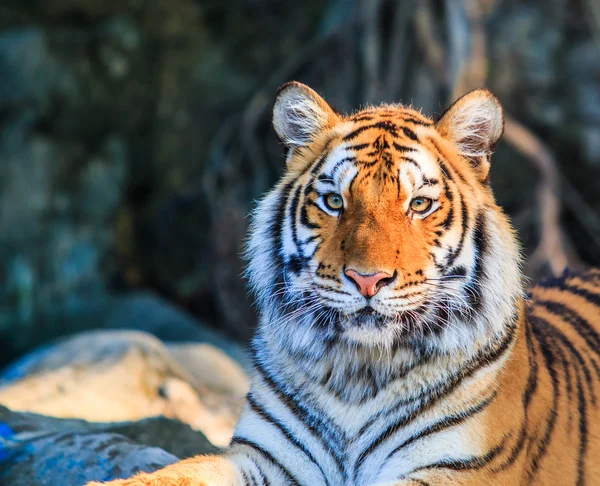 Tigre de bengala — Fotografia de Stock