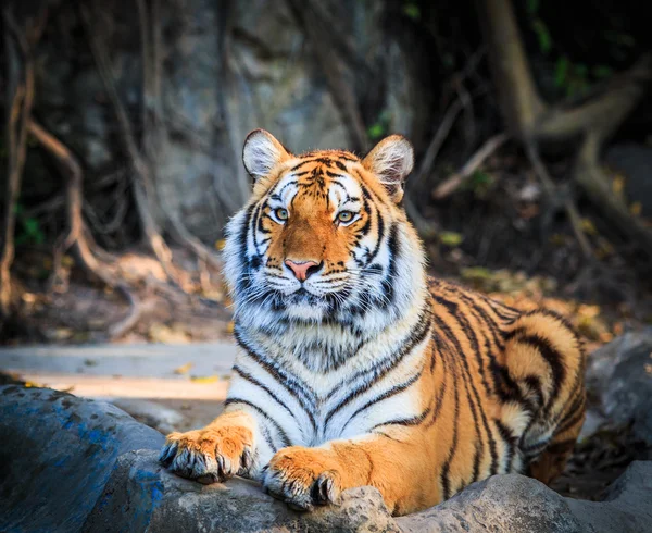 Tigre de Bengala —  Fotos de Stock