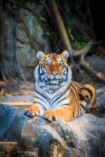 Bengalisk tiger — Stockfoto