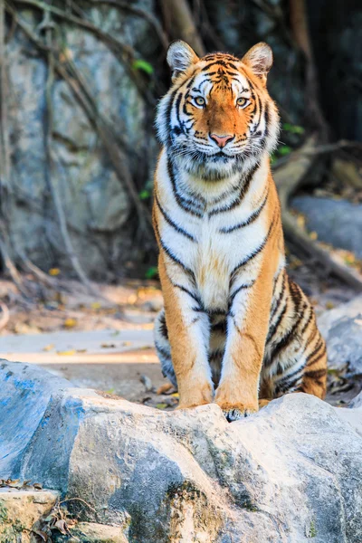 Tigre de bengala — Fotografia de Stock