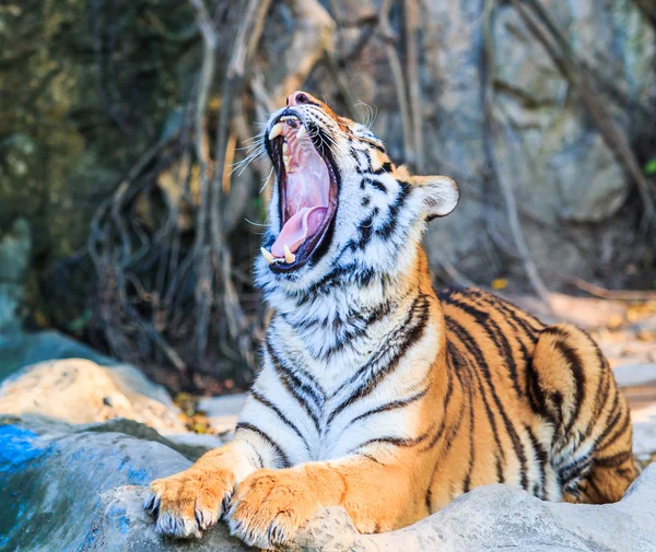 Bengal Tiger — Stock Photo, Image