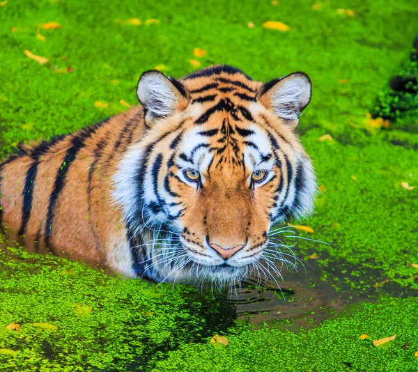 Bengal Tiger — Stock Photo, Image