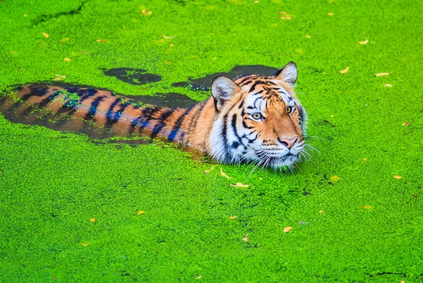 Tigre del Bengala — Foto Stock