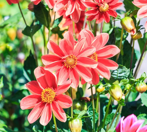 Dahlia çiçeği — Stok fotoğraf