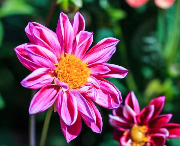 Fiore di Dahlia — Foto Stock