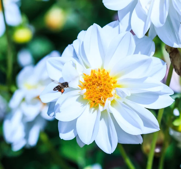 Flor de Dalia — Foto de Stock