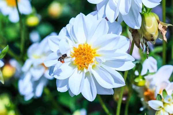 Dahlienblüte — Stockfoto