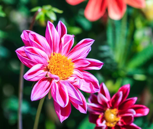 Dahlia blomma — Stockfoto