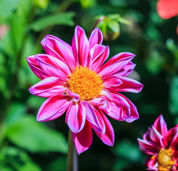 Dahlienblüte — Stockfoto