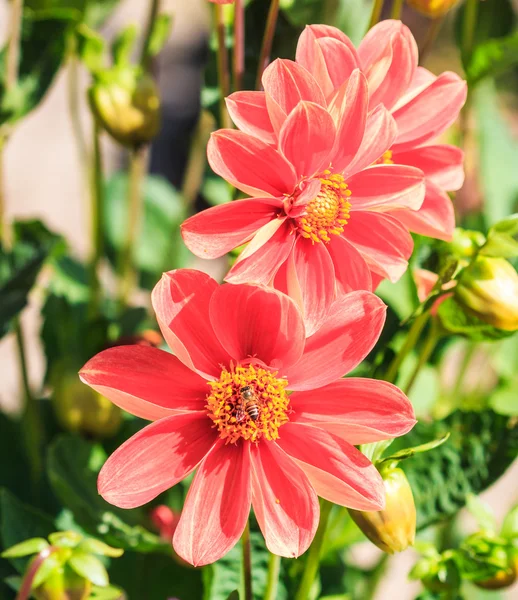 Dahlia blomma — Stockfoto