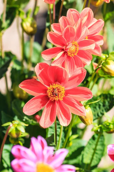 Flor da Dália — Fotografia de Stock